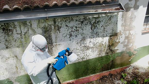 Top rated local Bathroom Mold Removal specialists in Warren, IL